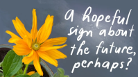 Image of flower with words that read, "A hopeful sign about the future perhaps?"